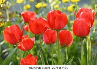 Planting Tulip Seeds – Seeds World Garden