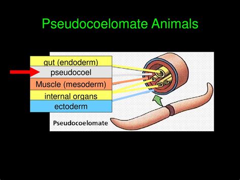 Cycliphora, Entoprocta, Ectoprocta, Brachiopoda, Phoronida, - ppt download