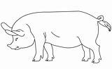Pig coloring Page  ColouringPages sketch template