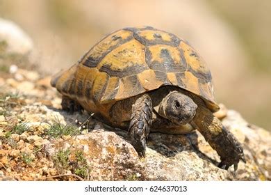 230 Turtle hibernation Images, Stock Photos & Vectors | Shutterstock