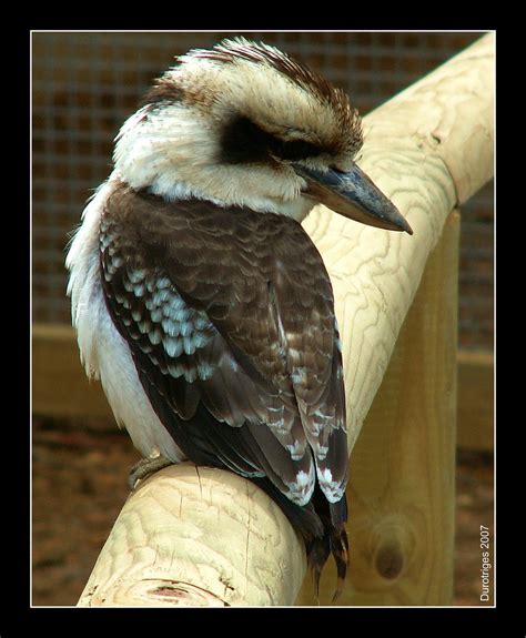 Kookaburra | The kookaburra enclosure at Marwell was quite a… | Flickr