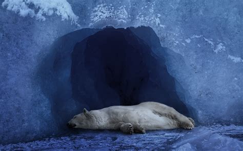 Where Do Polar Bears Sleep