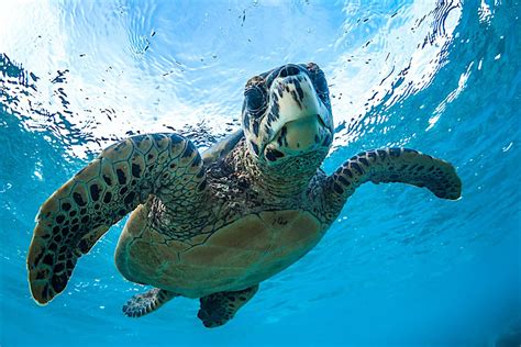 Bonaire Diving - The Ultimate Shore Diving Destination!