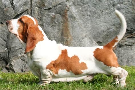 North Country Beagle vs Basset Hound - Breed Comparison