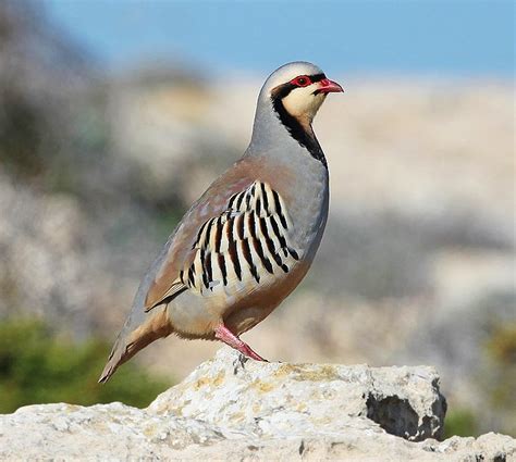 Birds of the World: Chukar partridge