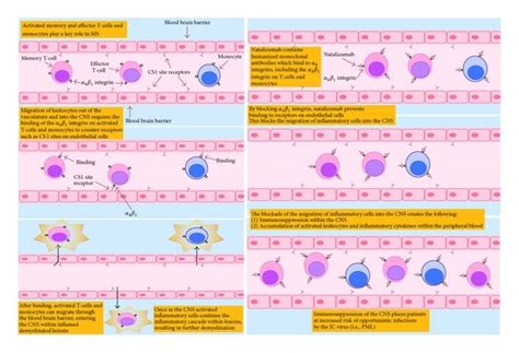 Pathophysiology of MS and mechanism of action of natalizumab ...