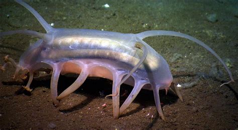 10 Facts About Sea Pigs