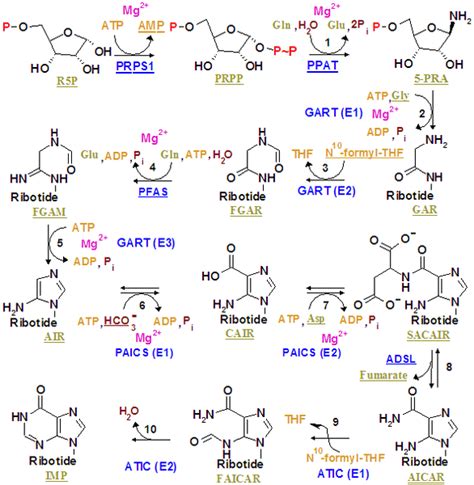 Nucleotide