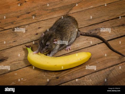 Banana rat hi-res stock photography and images - Alamy