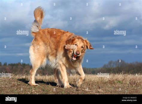 playing Golden Retriever Stock Photo - Alamy