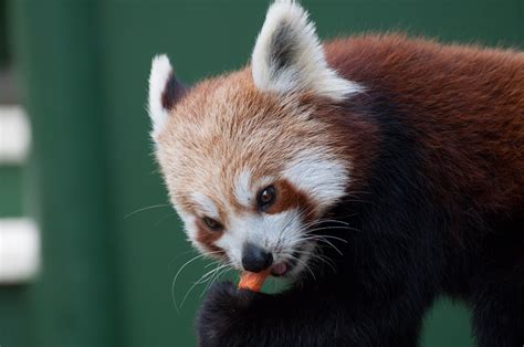 Red Panda Eating Carrot 6 | Red Pandas at Shepreth Wildlife … | Flickr