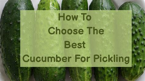 Picking the Best Types of Cucumbers for Pickling – Pickle Wiki