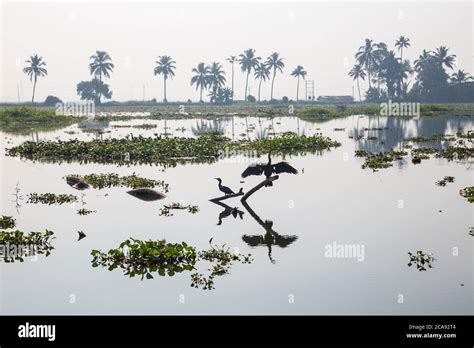 Backwaters, Alappuzha (Alleppey), Kerala, India, Asia Stock Photo - Alamy