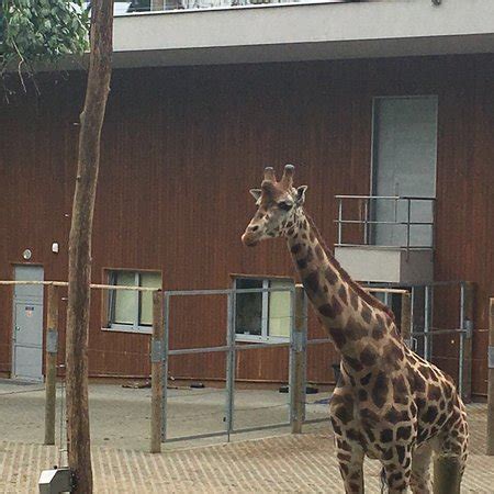 Krakow Zoo (Ogrod Zoologiczny) - 2018 All You Need to Know Before You Go (with Photos) - TripAdvisor