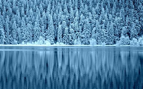 Snowy Forest Wallpaper - WallpaperSafari