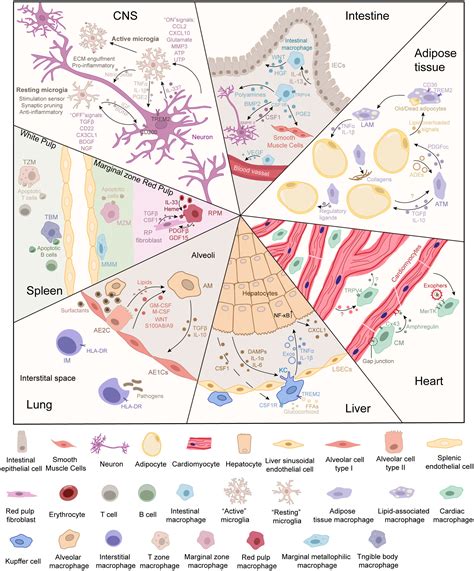 Frontiers | The crosstalk between parenchymal cells and macrophages: A ...