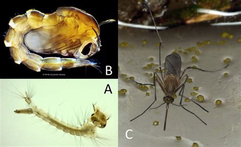 Culex Mosquito Pupa