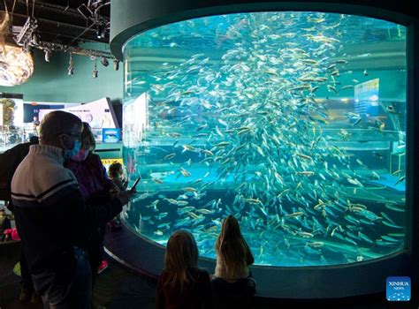 Ripley's Aquarium of Canada draws families to celebrate Family Day ...