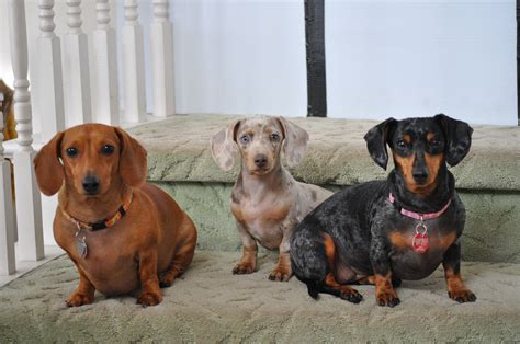 Dachshund Puppies Rescue Uk - Pudding to come