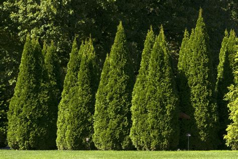 Thuja occident... American Arborvitae Thuja Occidentalis Thuja emerald green arborvitae ...