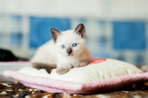 Siamese Cat Sleeping Stock Photos, Pictures & Royalty-Free Images - iStock