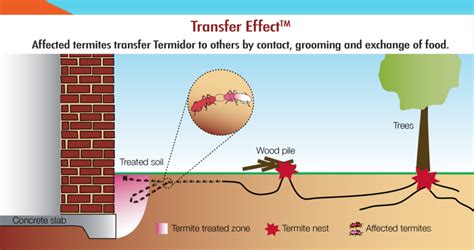 Termite Treatment - Green Earth Pest Control