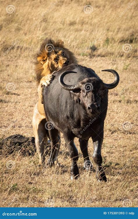 Lion Hunting Buffalo Stock Photos - Download 163 Royalty Free Photos