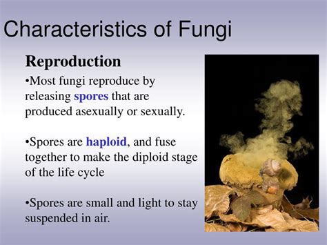 PPT - Characteristics of Fungi PowerPoint Presentation, free download - ID:1481321