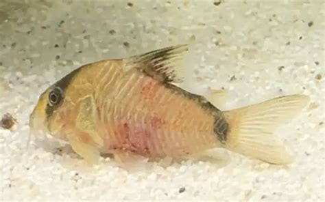 Red Blotch Disease Corydoras: Causes, Prevention & Treatment