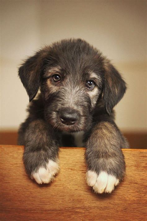 Irish wolfhound puppy...I'm sold. Look at those paws! #puppytraining ...