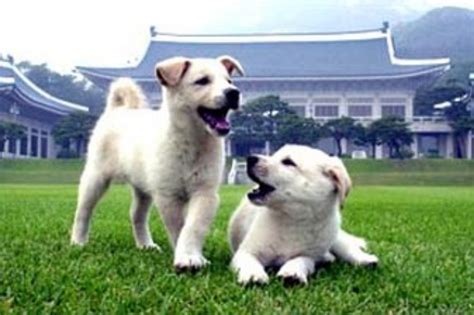 Pungsan Dog vs Akita - Breed Comparison | MyDogBreeds