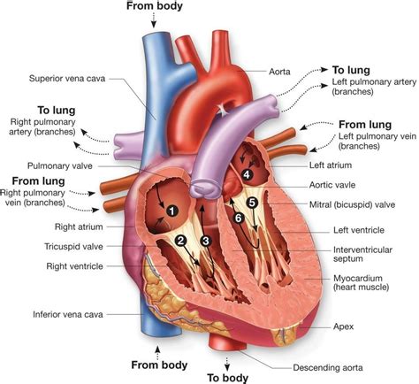 Labeled Human Heart Human Anatomy Real Human Heart Labeled Human Anatomy - koibana.info | Human ...