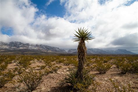 Free stock photo of clouds, desert, desert plants