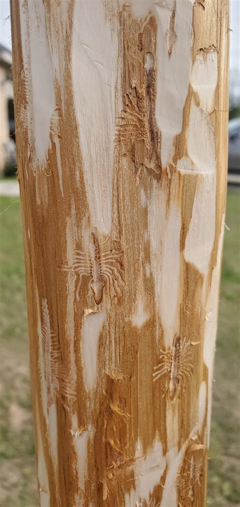 Cedar trunk damage from bark beetles: Cool design feature, or bad stave material? : r/Bowyer