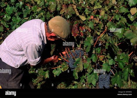 italy, basilicata, vineyards, grape harvest, farmer hand picking grapes Stock Photo - Alamy