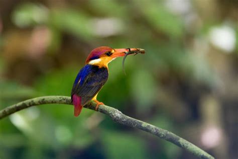 310+ Brunei Wildlife Stock Photos, Pictures & Royalty-Free Images - iStock