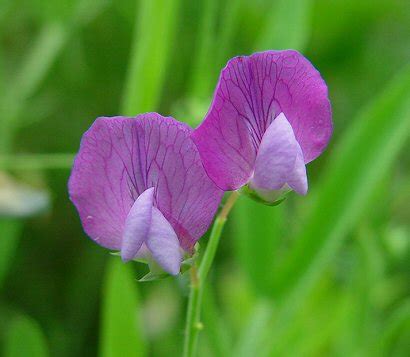 Lathyrus hirsutus page