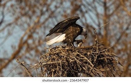 668 White Tailed Eagle Nest Images, Stock Photos, 3D objects, & Vectors ...