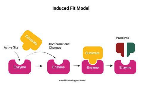 Mechanism of Induced fit model | Fitness models, Fitness, Model