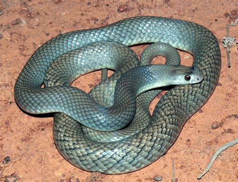 Western Brown Snake or Gwardar (Pseudonaja nuchalis), Kuma… | Flickr