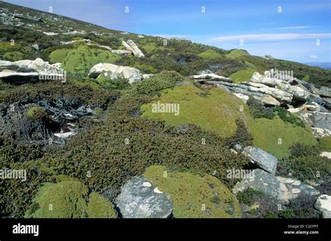 Saunders Island Falkland Islands Stock Photo - Alamy