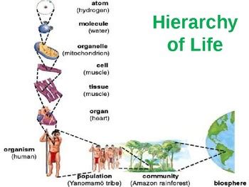 Hierarchy of Life PPT by Science Sage | TPT