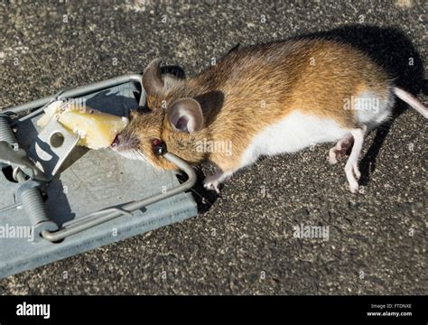 Mouse trap cheese hi-res stock photography and images - Alamy