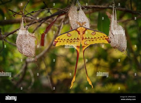 Comet moth, Argema mittrei, big yellow butterfly in the nature habitat, Andasibe Mantadia NP in ...