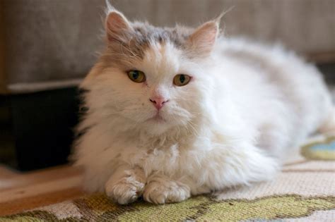 "Lou", long haired Lambkin cat. | Cat breeds, Munchkin cat, Cats