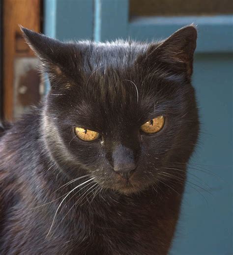 Barn Cat: 5 Breeds That Started On The Farm | Litter-Robot