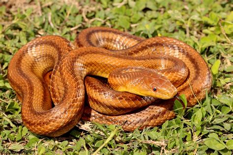 Couleuvre obscure de l'Est - Guide d'identification des serpents de Floride | Blogs Network