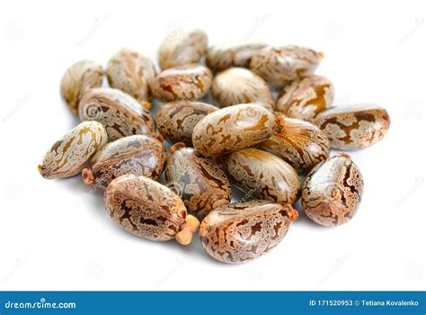 Seed of Ricinus Communis, the Castor Bean or Castor Oil Plant. Isolated on White Background ...