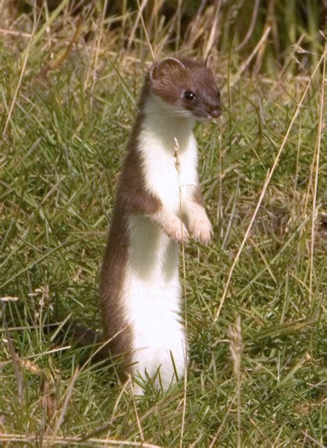 Stoat - Wikipedia