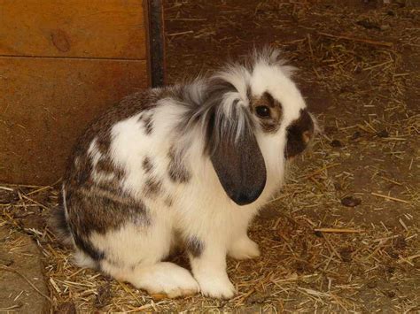 Rabbit Diseases, Treatment, Rabbit Care | Agri Farming